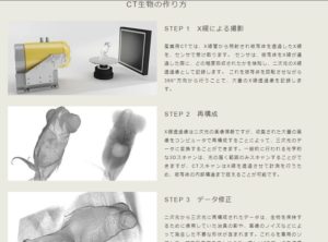 CT生物図鑑 No.014 今日の一押しサイト|ナノサイズの呟き Webサイト100選